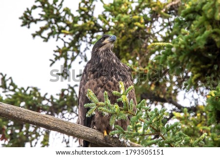 Juvenile young bald eagle perched in a tree, taken in the summertime in northern Canada. 