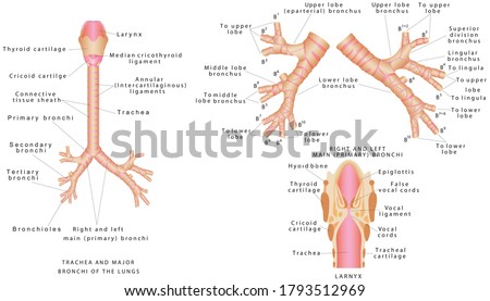 Trachea and major bronchi of the lungs. Human trachea and bronchioles. Larynx anatomical illustration diagram, educational medical scheme with nasal cavity, larynx, trachea and esophagus Royalty-Free Stock Photo #1793512969