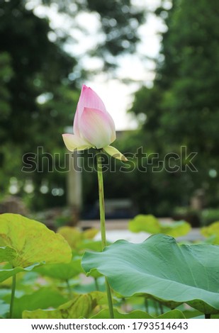 Close-up, white and pink lotus flowers, blurred green lotus leaf background.