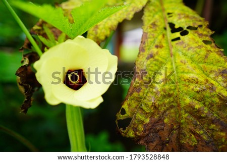 A cream color flower of Roselle is on branch and leaves.Another name is Jamaican sorel, Rozella, Sorrel, Yellow sorrel, Thailand.