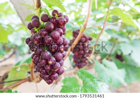 Fresh grapes still on the vine, purple grapes