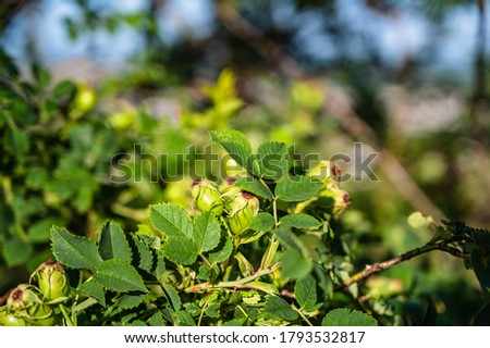 A selective focus shot of green Rosa Canina on a branch