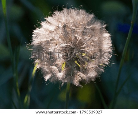 A dandelion seed head in the sunny garden