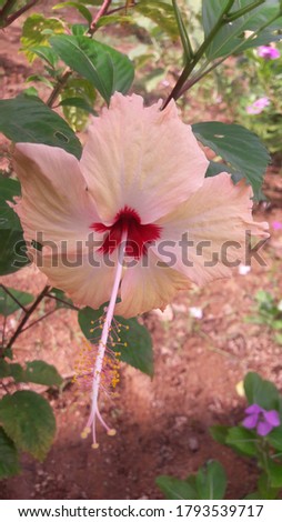 A beautiful flower of hibiscus plant 