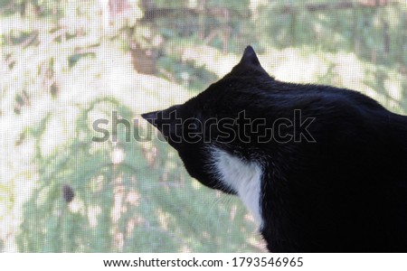 cat looking out of the window      