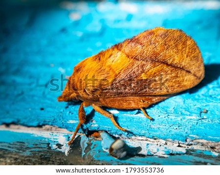 Closeup of a brown moth on a blue background. Moth insect. Butterfly wings. Insects in nature. Background image.