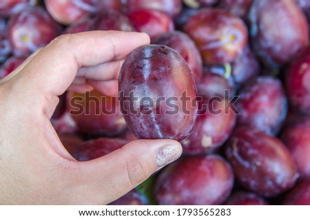 one large plum in a woman's hand against the background of plums. Close-up. Hold the plum with your fingers.
