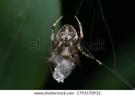 Closeup image of an orb weaver spider (Neoscona mukherjee) Araneidae feeding on other insect
