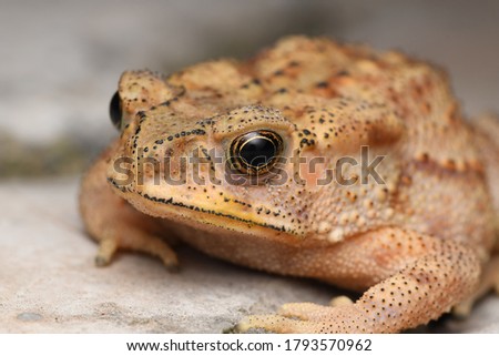 Closeup image of Golden eyes of Indian common toad (Duttaphrynus melanostrictus))