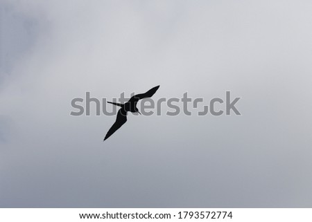 The silhouette of a Frigatebird in flight against a gray sky.