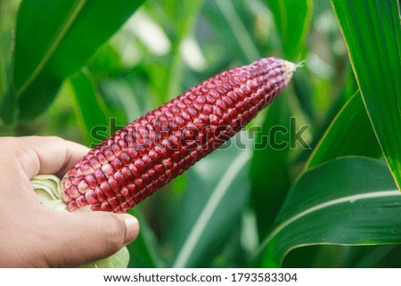 Agriculture organic red corn in field.