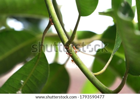 red fire ants on the twig