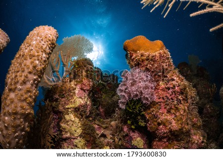 Coral reef underwater in the ocean