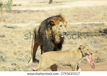 Baby lion is eating. Big lion is portrait