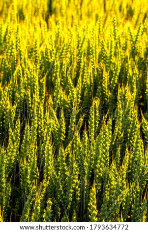 Green ears of young rye lit by the evening rays of the sun. The concept of agriculture and cultivation of cereals. Close-up.