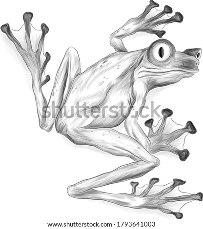 frog tropical vector illustration black and white coloring cartoon funny