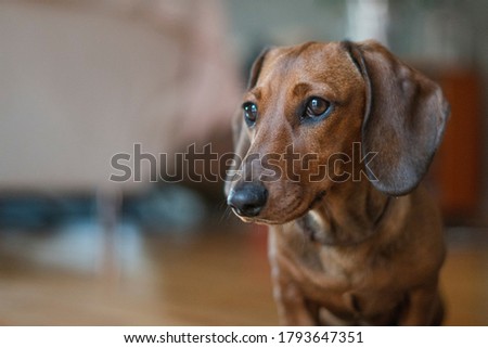 dog small puppy brown cute