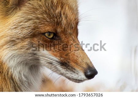 The face of a fox in winter fur on a background of snow in profile.