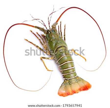 Spiny Lobster isolated on white background, Fresh Spiny Lobsters Asia Seafood in white background. Royalty-Free Stock Photo #1793657941