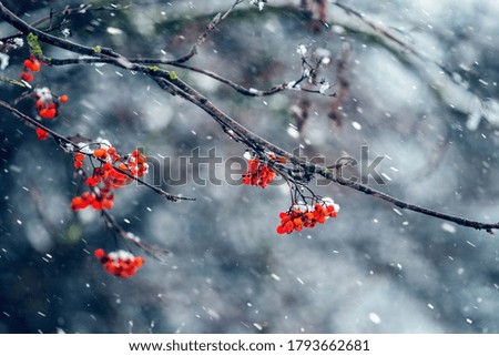 Red berries of mountain ash on a tree during a snowfall