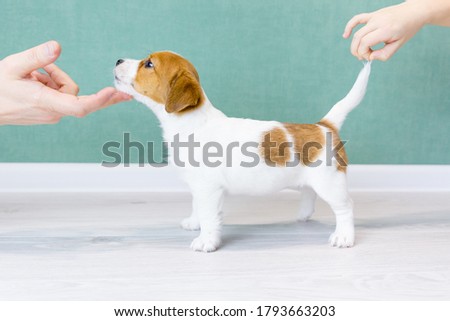 A beautiful white Jack Russell Terrier puppy with orange spots stands sideways in a rack. Man's hands hold the puppy by the tail and chin. Concept of dog training, preparation for the show. 