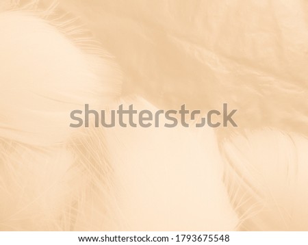 Beautiful abstract orange and white feathers on white background, soft brown feather texture on white pattern background, yellow feather background Royalty-Free Stock Photo #1793675548