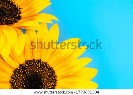 Composition with bright sunflowers on a blue background. Fragments of sunflowers. Front view. Horizontal photo