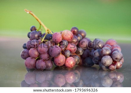 Grape bunch beautiful ripe fresh purple isolated lies on the table