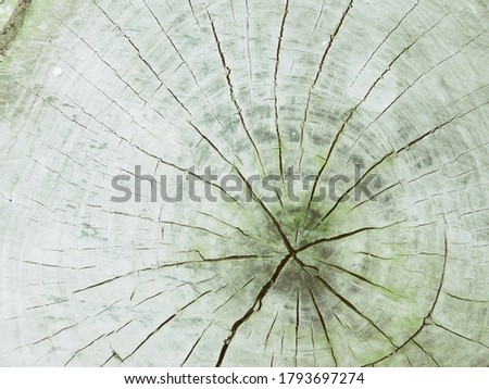 tree trunk cross section concentric gr rings sawed trunk