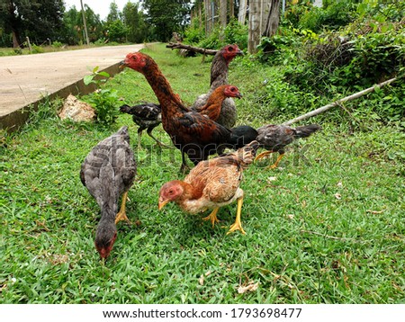 Picture of hen and chicken eating food together at the countryside of Thailand.