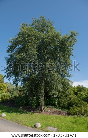 Summer Foliage of a Deciduous Roble Beech Tree (Nothofagus obliqua) Growing in a Garden in Rural Devon, England, UK Royalty-Free Stock Photo #1793701471