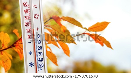 The thermometer near the branch with autumn leaves shows 15 degrees of heat. Warm autumn weather