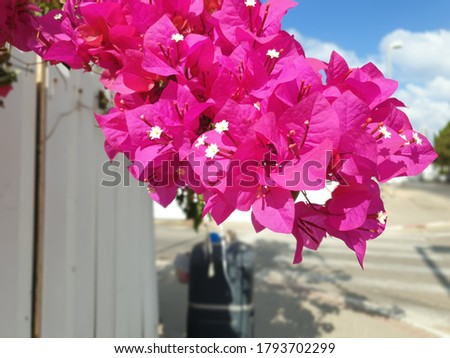 Beautiful pink Bougainvillea glabra flowers growing on a bush. Also known as lesser bougainvillea or paperflower, they are most commonly used for bonsai cultivation.