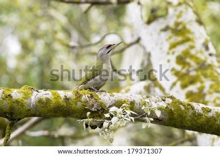 grey-hooded woodpecker , male / Picus canus