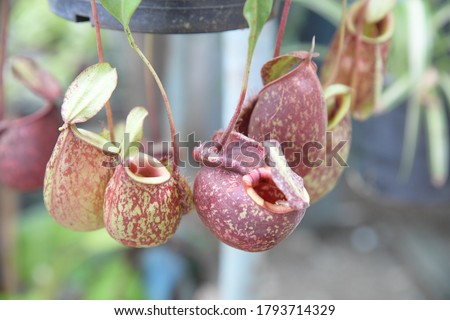 Tropical pitcher plants, pitcher plants in a greenhouse. Nepenthes ventrata, a tropical pitcher plants is a genus of carnivorous plants. Soft focus,Select focus Royalty-Free Stock Photo #1793714329