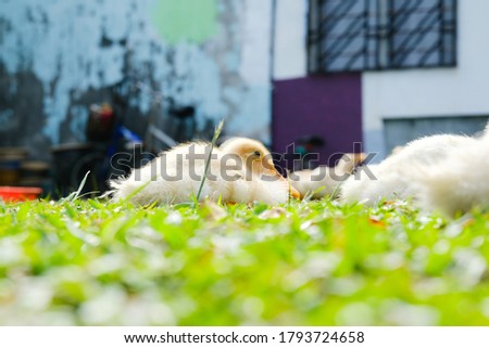 Selective focus picture with noise effect of duckling resting in the farm.