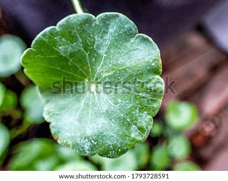 Plant nature object for background