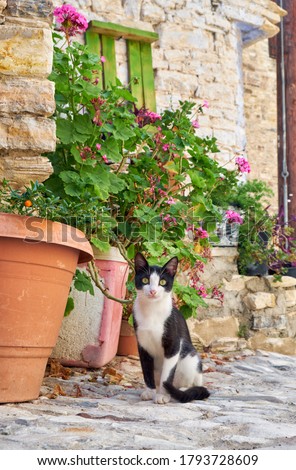The black and white cat sits by the flowerpot with blooming geranium on the stone paved street of Pano Lefkara village. Cyprus