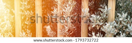 decorative wooden fence and white green bushes plants in it. selective focus. banner