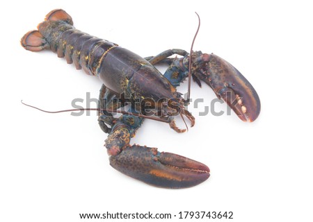 Fresh lobster isolated on white background, American lobster (Homarus americanus)  Royalty-Free Stock Photo #1793743642