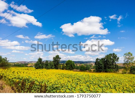 Beautiful landscape. Blue sky. White clouds. Sunflower field, farm, suburbs. Bright flowers with yellow petals, green leaves. Agriculture, farming concept. Floral botanical background. Selective focus