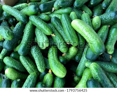 Macro Photo food cucumbers. Stock photo Texture pattern background green cucumbers. Image fresh green cucumbers