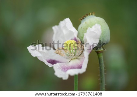 Poppy flower on Spring field, macro photography