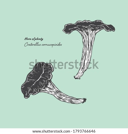 Vectorized line art illustration of the edible mushroom horn-of-plenty. Royalty-Free Stock Photo #1793766646