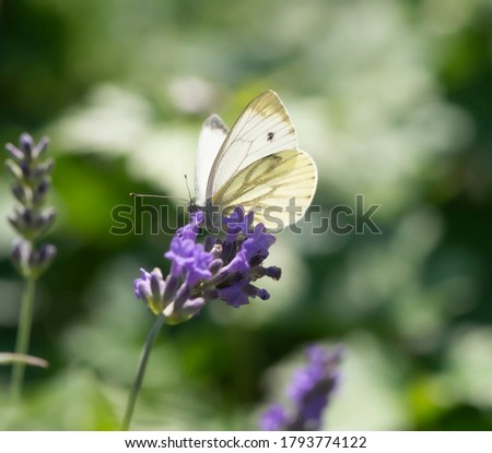 White butterfly on a lavender plant