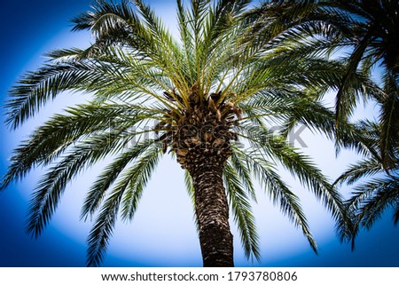 A beautiful palmtree in the blue sky