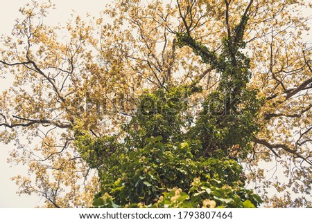 Foliage and branches of a big tree. Picture taken from below. 