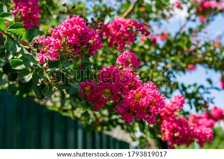 Summer indica flower Autoflowering Strains