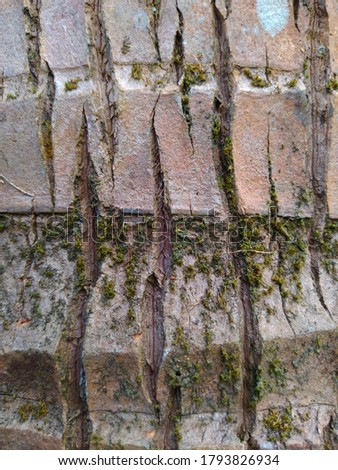 unique bark texture, very good for your photo background