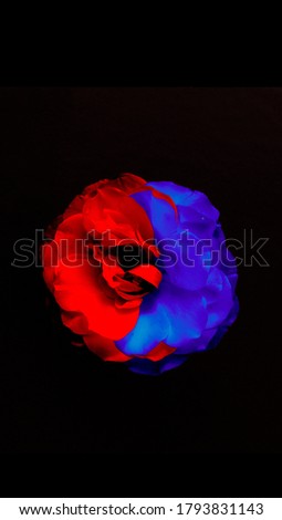 Blue-red rose flower. Wallpaper for mobile.